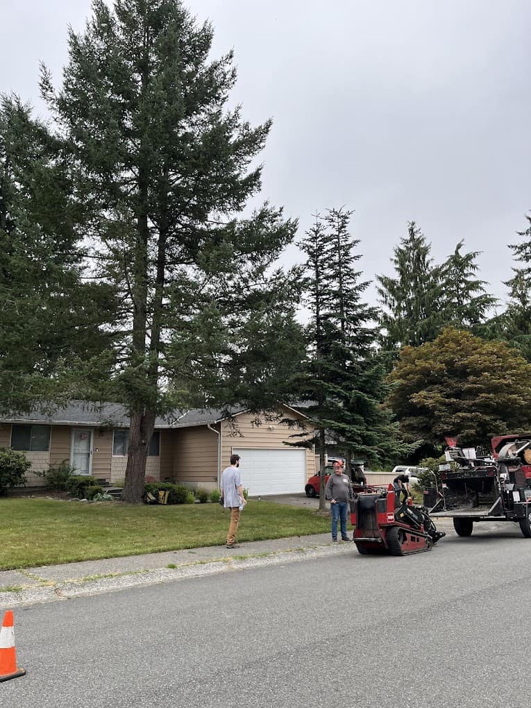 No 1 Tree Services In Seattle, Wa