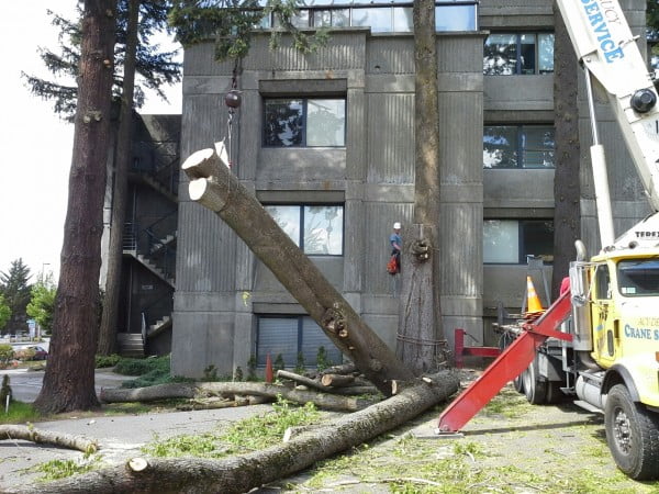 Tree Services In Woodinville