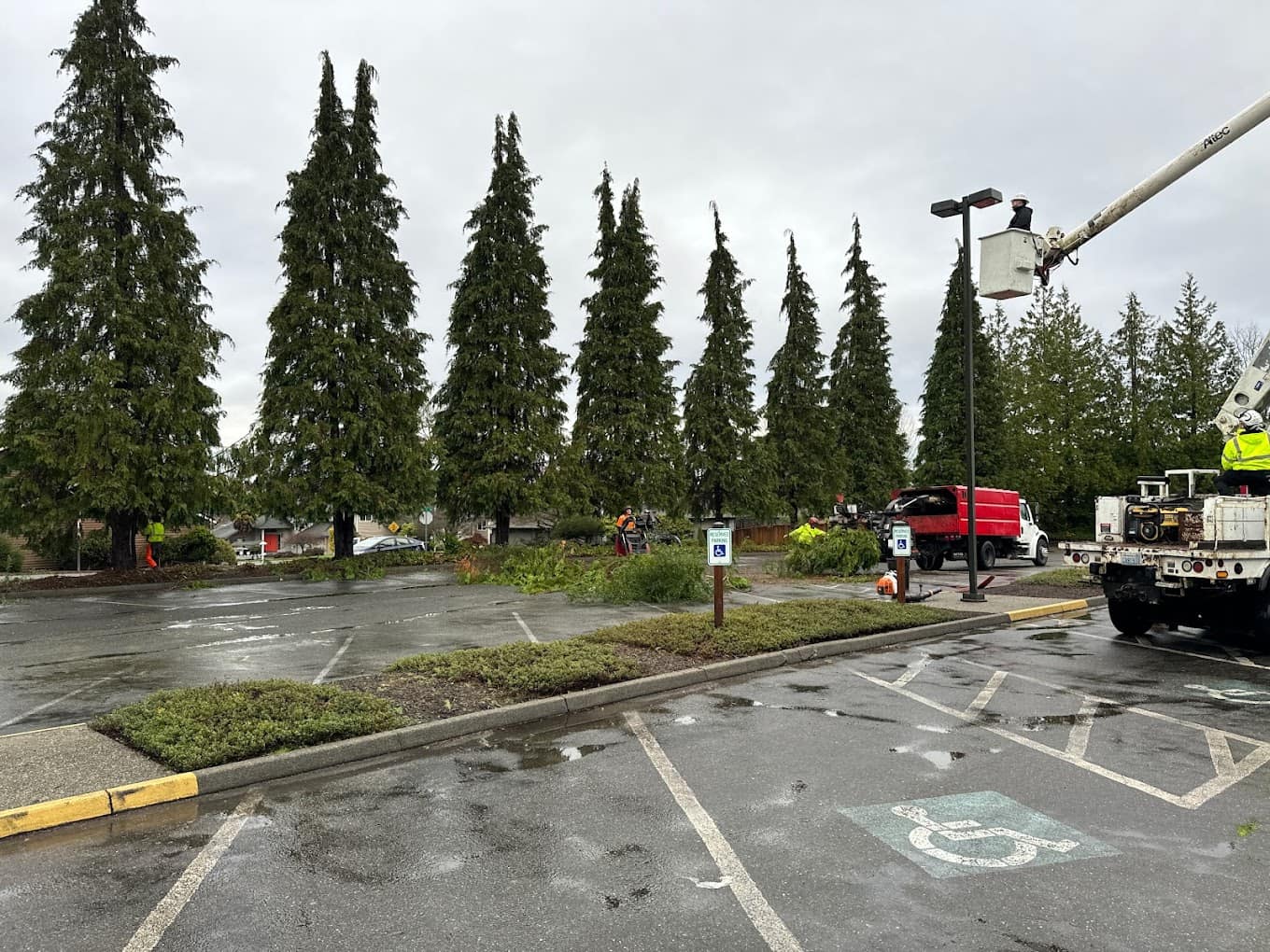 Tree Services In Fall City