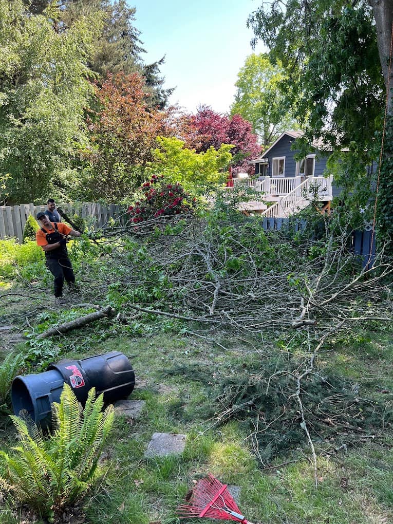 No 1 Tree Services In Mountlake Terrace, Wa