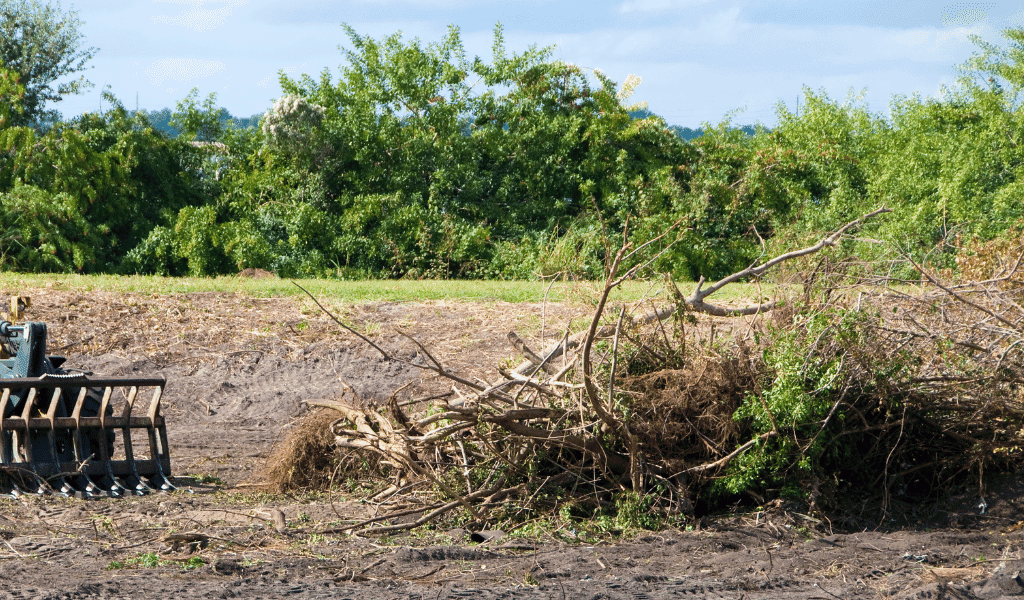 Brush Clearing Is Vital For Healthy Forests And Properties