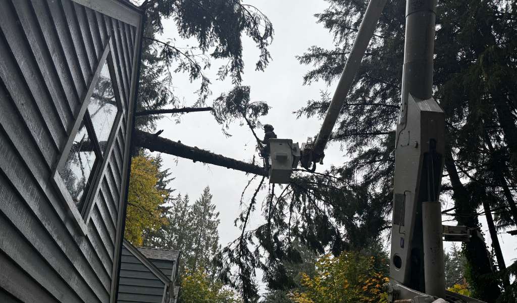 Services | Aadams Tree Service, Tree Care, Tree Trimming &Amp; Pruning, Tree Removal, Stump Grinding | Tree Service, Tree Trimming &Amp; Pruning, Tree Removal, Stump Grinding | Crane Tree Removal 1