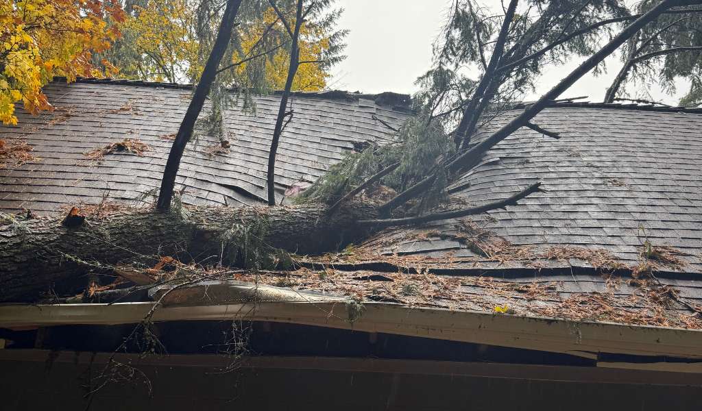 Services | Aadams Tree Service, Tree Care, Tree Trimming &Amp; Pruning, Tree Removal, Stump Grinding | Tree Service, Tree Trimming &Amp; Pruning, Tree Removal, Stump Grinding | Emergency Services For Wind Storm Damage