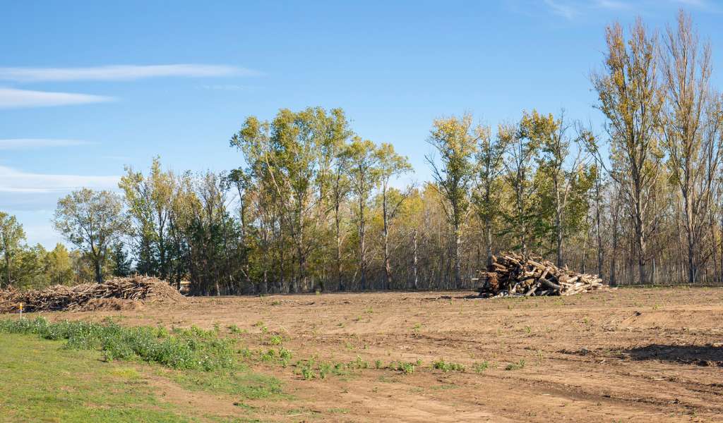 Services | Aadams Tree Service, Tree Care, Tree Trimming &Amp; Pruning, Tree Removal, Stump Grinding | Tree Service, Tree Trimming &Amp; Pruning, Tree Removal, Stump Grinding | Lot And Land Clearing