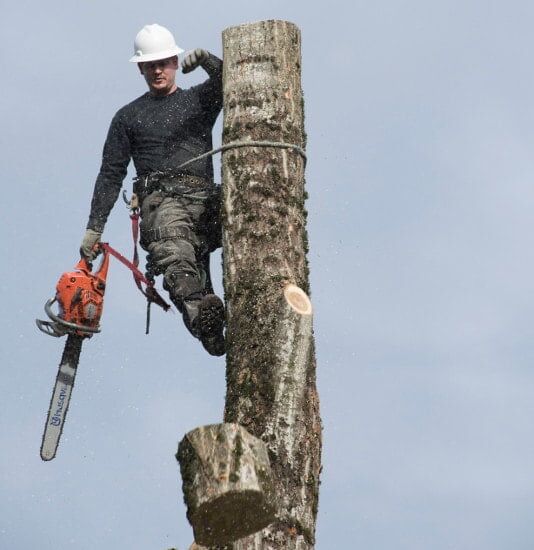 No 1 Tree Services In Bothell, Wa