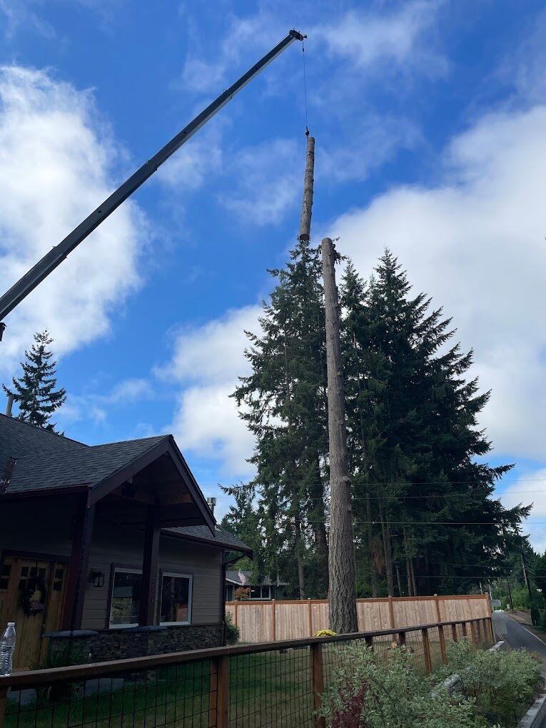 No 1 Tree Services In Kenmore, Wa