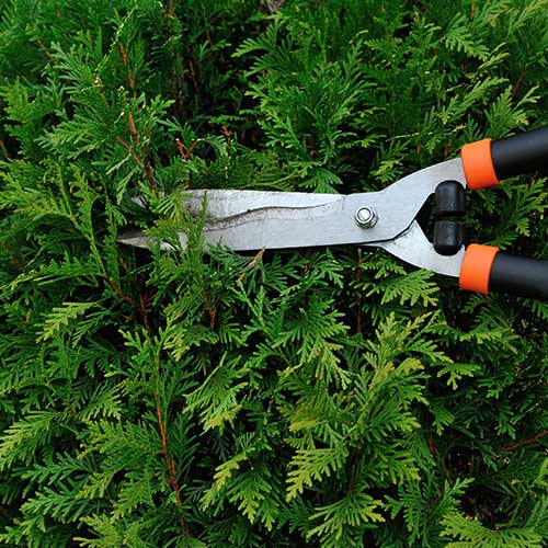 No 1 Tree Services In Snohomish, Wa