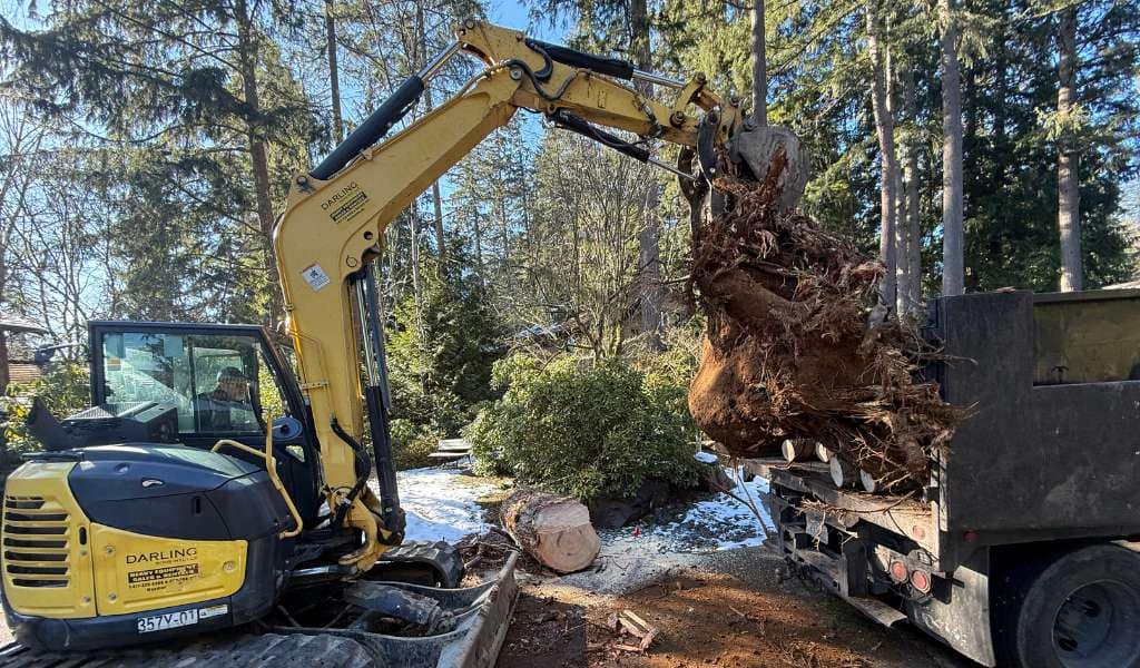 Services | Aadams Tree Service, Tree Care, Tree Trimming &Amp; Pruning, Tree Removal, Stump Grinding | Tree Service, Tree Trimming &Amp; Pruning, Tree Removal, Stump Grinding | Root Ball Removal