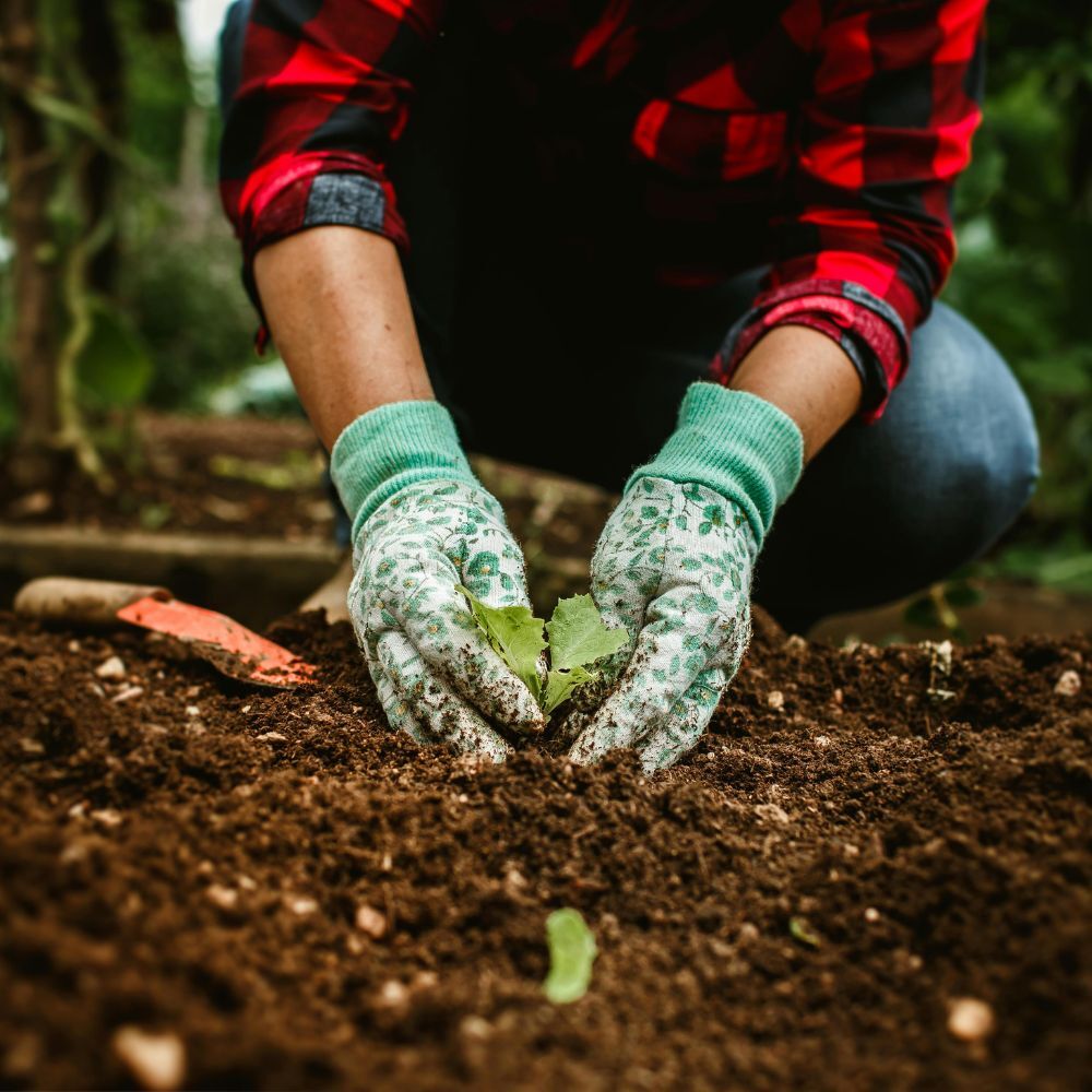 Services | Aadams Tree Service, Tree Care, Tree Trimming &Amp; Pruning, Tree Removal, Stump Grinding | Tree Service, Tree Trimming &Amp; Pruning, Tree Removal, Stump Grinding | Root Bloom Consulting