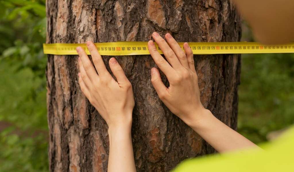 Services | Aadams Tree Service, Tree Care, Tree Trimming &Amp; Pruning, Tree Removal, Stump Grinding | Tree Service, Tree Trimming &Amp; Pruning, Tree Removal, Stump Grinding | Safety Inspections