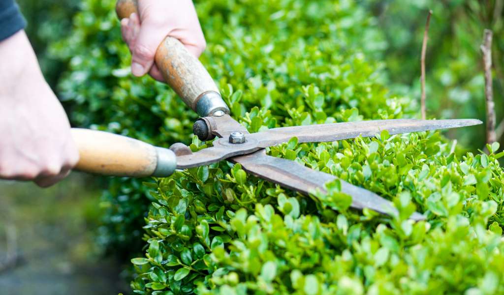 Why Regular Tree &Amp; Shrub Pruning Is Essential For Longevity