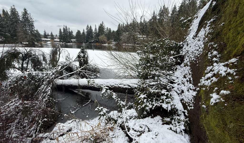 Services | Aadams Tree Service, Tree Care, Tree Trimming &Amp; Pruning, Tree Removal, Stump Grinding | Tree Service, Tree Trimming &Amp; Pruning, Tree Removal, Stump Grinding | Storm Debris Cleanup
