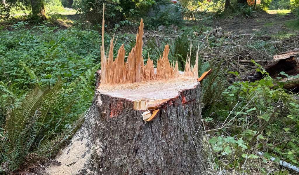 Services | Aadams Tree Service, Tree Care, Tree Trimming &Amp; Pruning, Tree Removal, Stump Grinding | Tree Service, Tree Trimming &Amp; Pruning, Tree Removal, Stump Grinding | Stump Grinding