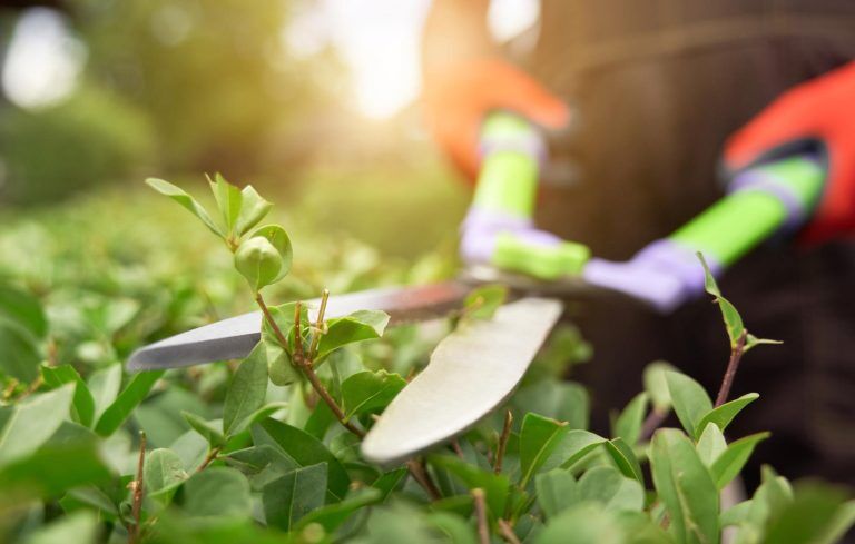 Signs Your Trees Need Professional Pruning This Season