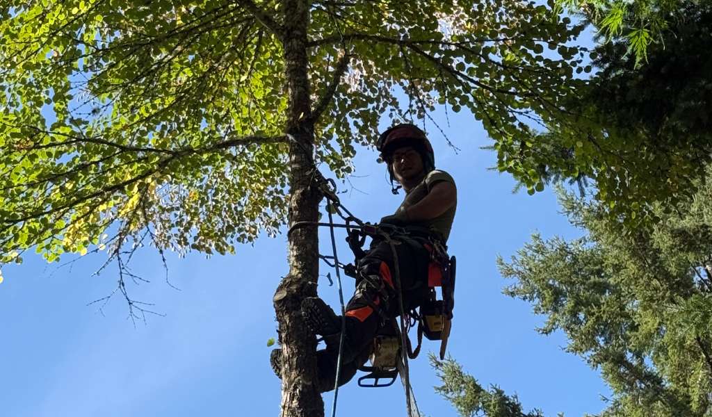 Services | Aadams Tree Service, Tree Care, Tree Trimming &Amp; Pruning, Tree Removal, Stump Grinding | Tree Service, Tree Trimming &Amp; Pruning, Tree Removal, Stump Grinding | Tree Arborist