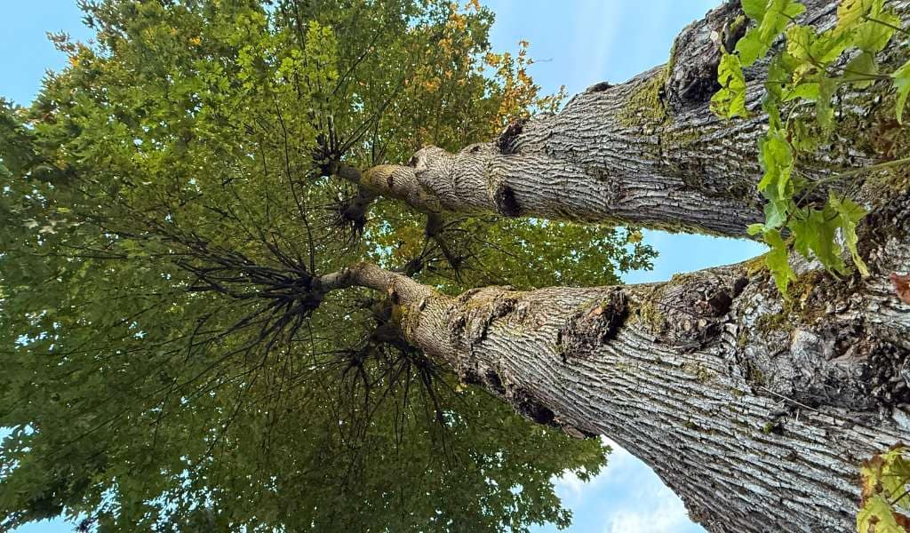 Services | Aadams Tree Service, Tree Care, Tree Trimming &Amp; Pruning, Tree Removal, Stump Grinding | Tree Service, Tree Trimming &Amp; Pruning, Tree Removal, Stump Grinding | Tree Preservation 1
