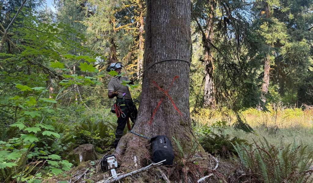 Services | Aadams Tree Service, Tree Care, Tree Trimming &Amp; Pruning, Tree Removal, Stump Grinding | Tree Service, Tree Trimming &Amp; Pruning, Tree Removal, Stump Grinding | Tree Removal
