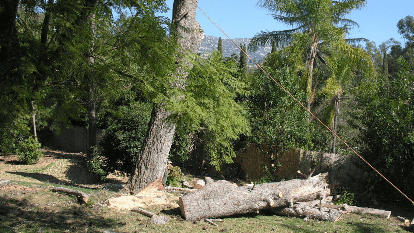 Tree Services In Kirkland
