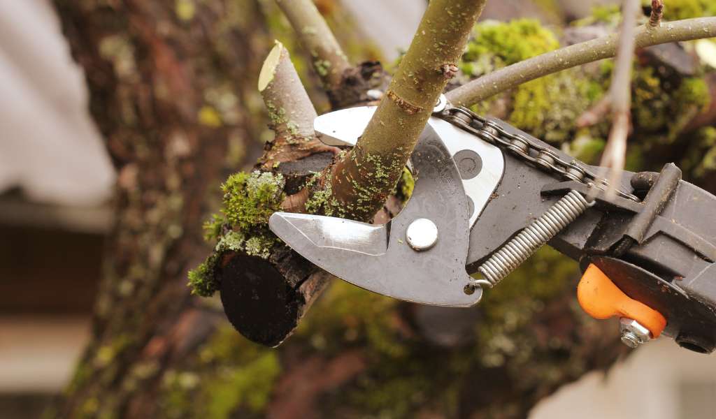 Services | Aadams Tree Service, Tree Care, Tree Trimming &Amp; Pruning, Tree Removal, Stump Grinding | Tree Service, Tree Trimming &Amp; Pruning, Tree Removal, Stump Grinding | Tree Trimming