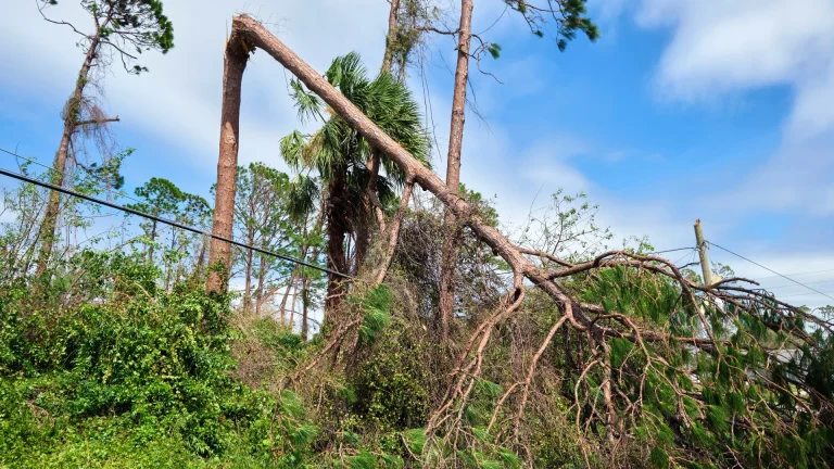 Can Trees Withstand High Winds From Storms in Woodinville, Kirkland, Bellevue, & Mill Creek?