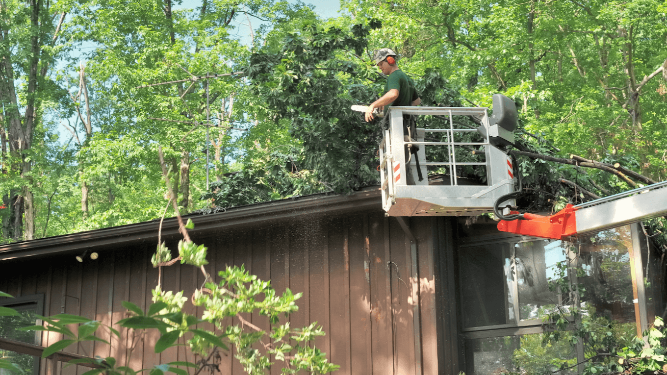 Tree Services In Lake Forest Park